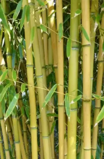 [47] Phyllostachys Aureosulcata f. 'Aureocaulis'