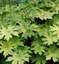 [61] Peltoboykinia watanabei