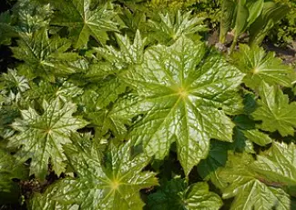 Peltoboykinia tellimoides