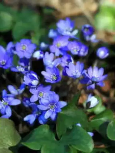 [75] Hepatica nobilis donkerblauw