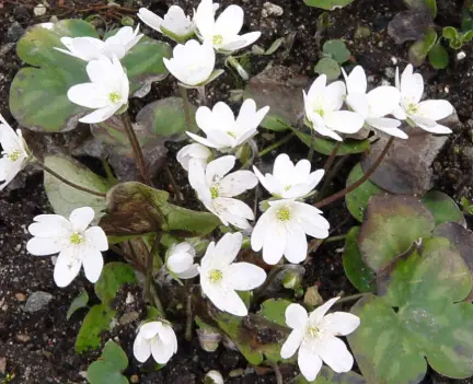 [77] Hepatica nobilis pyrenaica 'Alba'