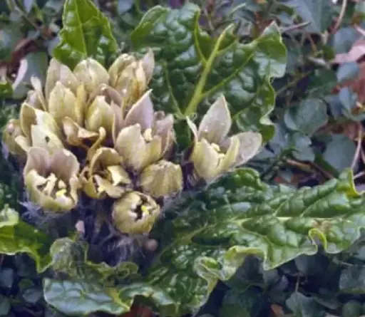 [132] Mandragora officinarum