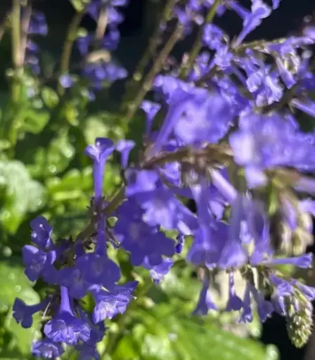 [146] Wulfenia x Schwarzii