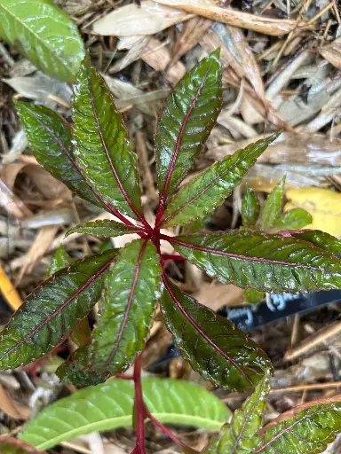 [137] Impatiens omeiana 'Pink Nerve' (syn. 'Sango')