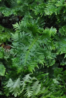 [320] Polypodium cambricum pulcherrimum 'Pagels Form'
