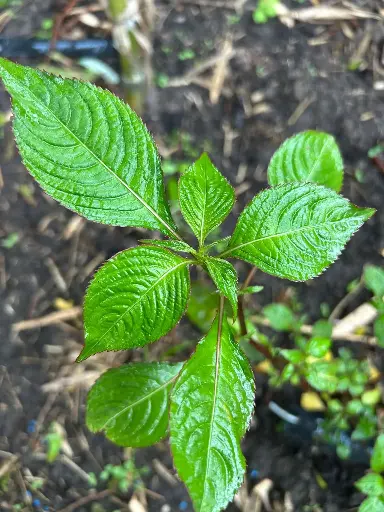 [108] Impatiens arguta 'Alba'
