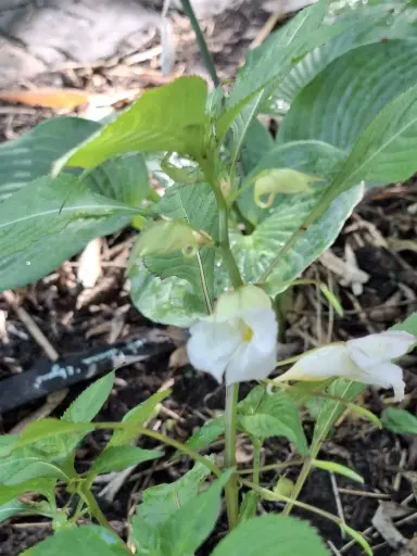 [108] Impatiens arguta 'Alba'