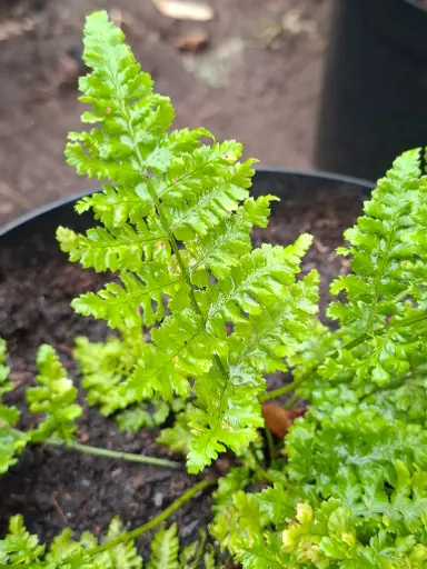 [327] Dryopteris dilatata 'Limpsfiet'