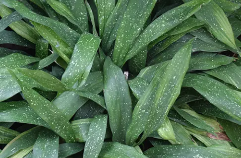 [330] Aspidistra 'Milky Way'