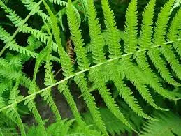 [331] Thelypteris beddomei