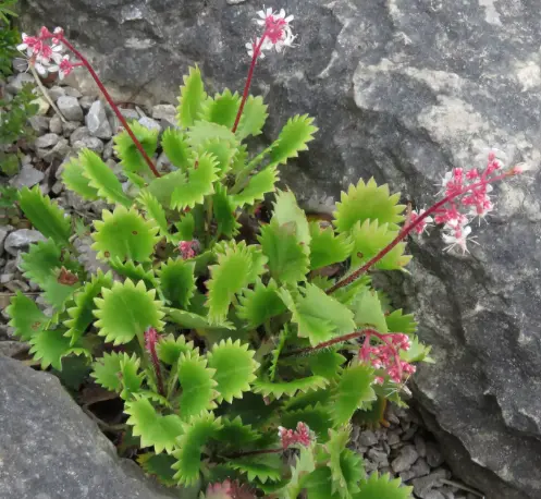 [333] Saxifraga spathularis