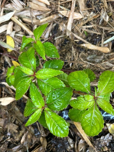 [163] Impatiens omeiana 'Ice Storm'