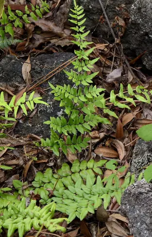 [335] Pellaea viridis sp. viridis
