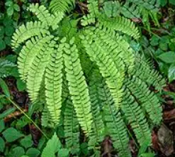 [183] Adiantum pedatum 