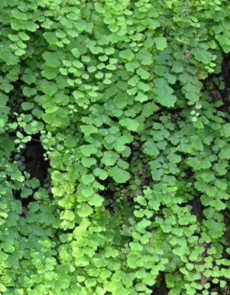 [341] Adiantum capillus veneris