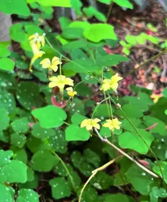 [342] Vancouveria chrysantha 