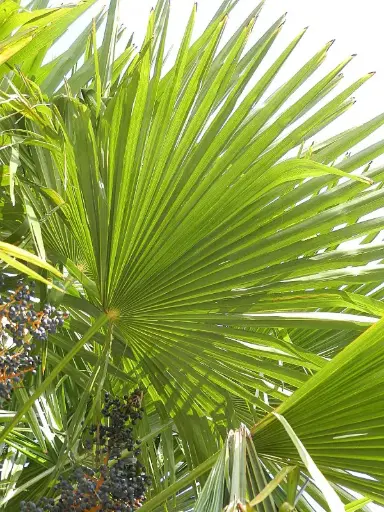 [347] Trachycarpus fortunei