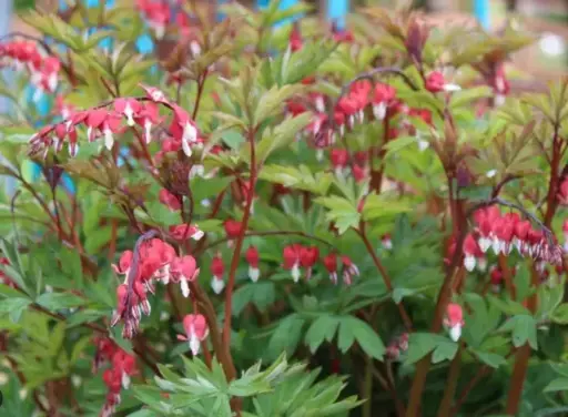 [348] Dicentra spectabilis valentine (syn. Lamprocapnos spectabilis)