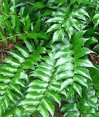 [225] Cyrtomium falcatum