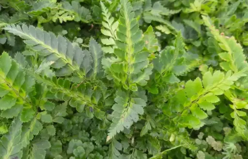 [182] Arachniodes aristata 'Variegata'