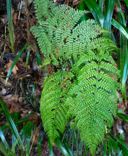 [224] Arachniodes standishii