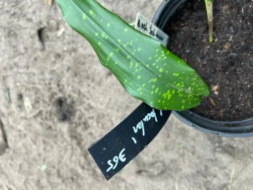 [365] Aspidistra sichuanensis 'Spek-tacular'