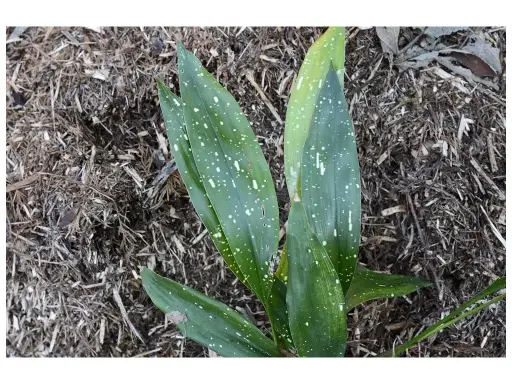 [370] Aspidistra elatior ginga