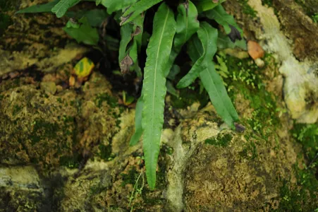 Neolepisorus macrosphaerus f. macrosphaerus 