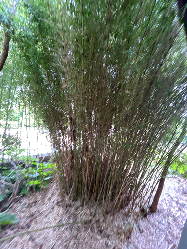 [44] Chusquea culeou