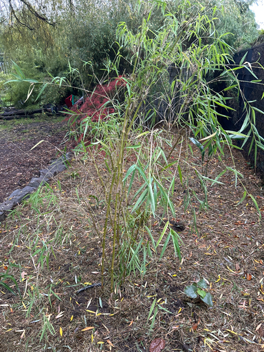 [382] Chusquea Gigantea (zaailing Herman De Swert)