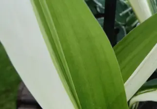 Aspidistra elatior 'Equinox'