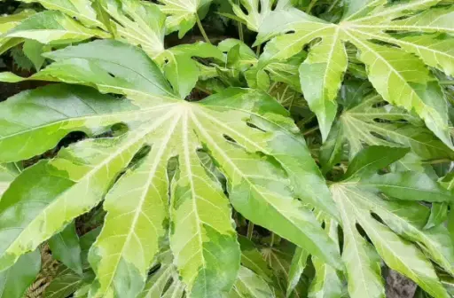 Fatsia Murakumo Nishiki