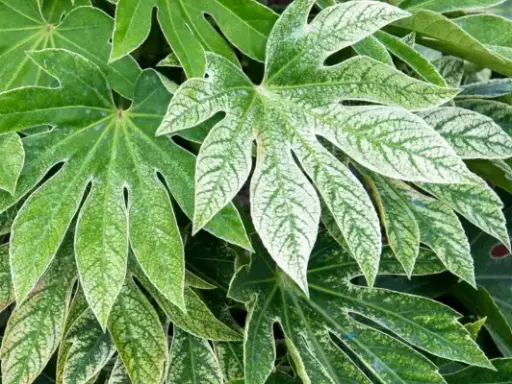 [384] Fatsia japonica 'Spider's Web'