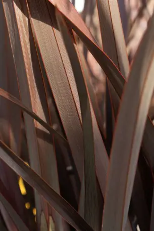 [195] Phormium tenax 'Rubra Nana'