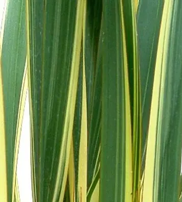 [386] Phormium tenax Variegatum 'Wings of Gold'