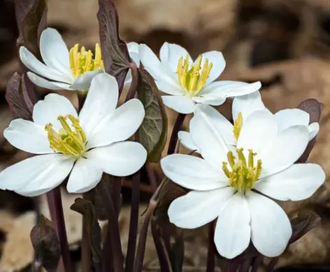 Jeffersonia Diphylla