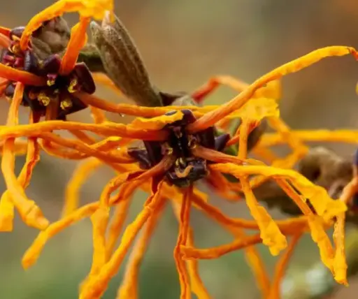 [16] Hamamelis intermedia 'Aphrodite'