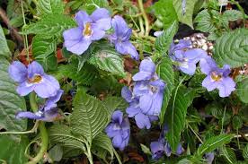 [159] Impatiens 'Namchabarwensis'