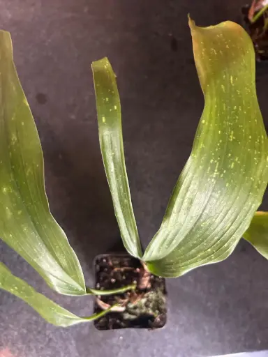 [397] Aspidistra daibuensis 'Tidy Trim' BSWJ 6866