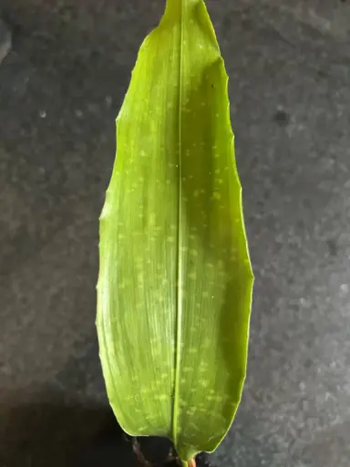 [398] Aspidistra 'China Sun'