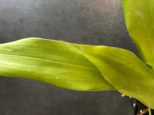 [399] Aspidistra leshanensis CH 769