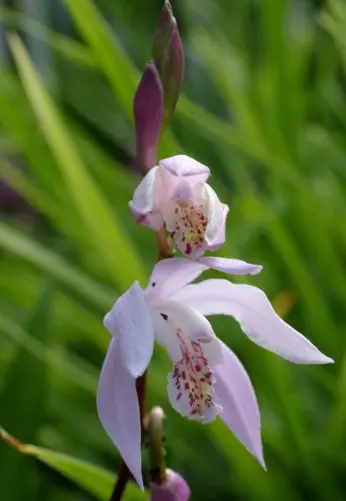 [436] Bletilla Penway Brigantes