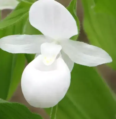 [439] Cypripedium reginae alba