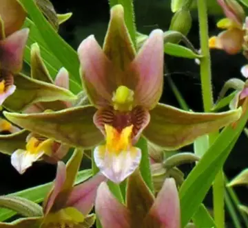 [440] Epipactis Sabine