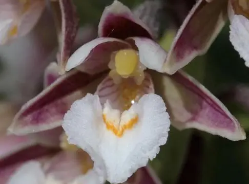 [441] Epipactis palustris