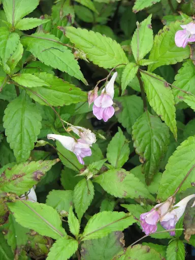 [160] Impatiens uniflora