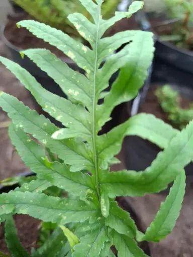 [417] Polypodium cambricum 'Omnilacerum Superbum'