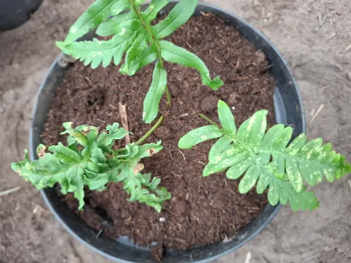 [420] Polypodium interjectem 'Glomeratum Mullins'