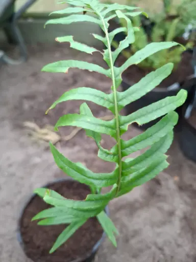 [421] Polypodium scouleri x glycyrrhiza