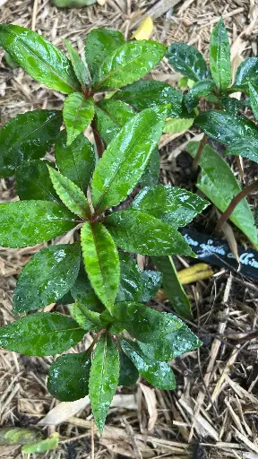 [162] Impatiens species ex China Darrell Probst